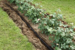 Water irrigation to a flower bed with roses, Plumbing Safe.