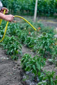 Low watering gardens, Shared Water Lines.