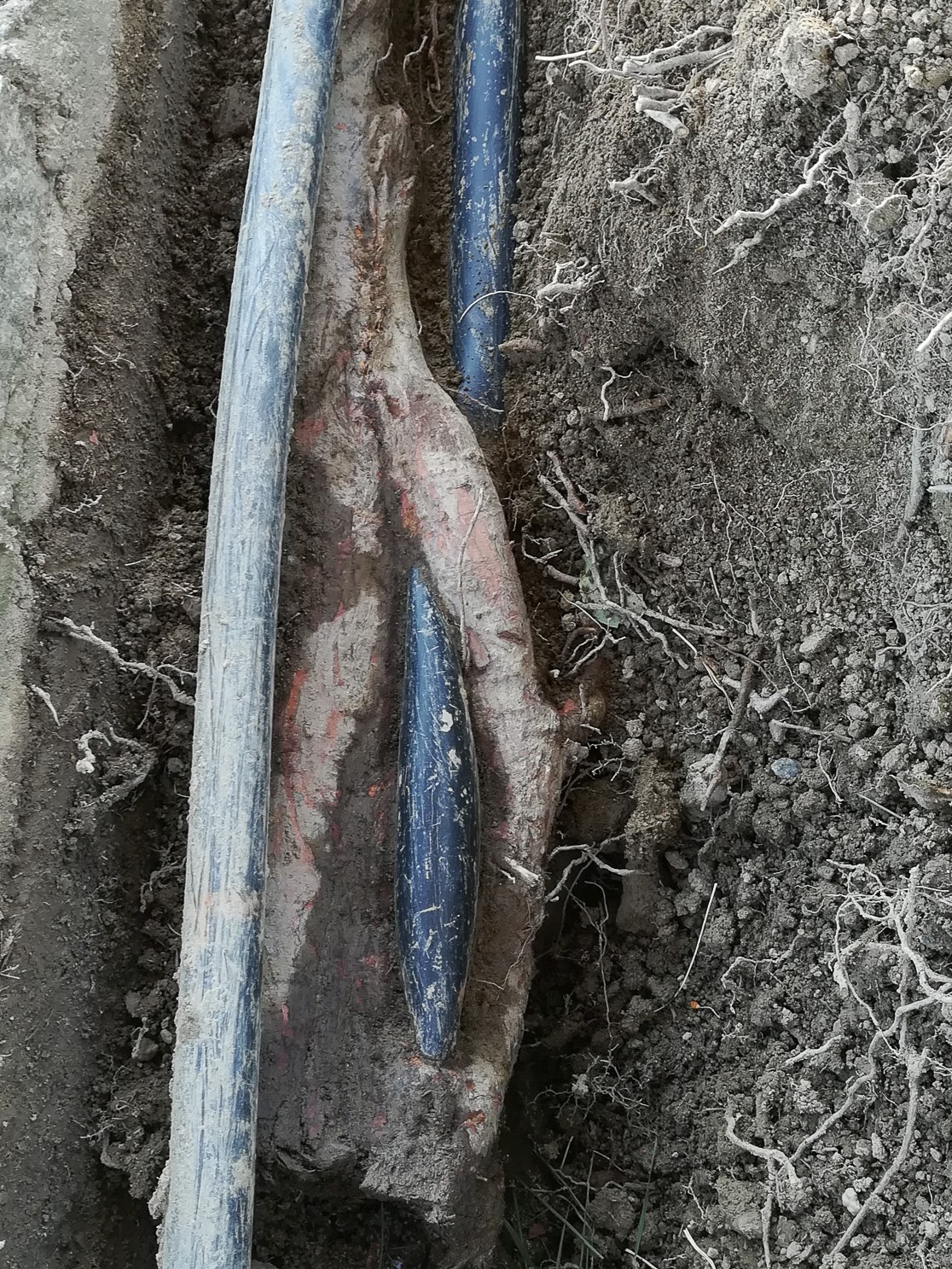 Tree root intrusion, backups in multiple drains.