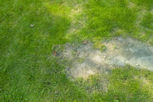 Why extra green grass patches may signal an underground water leak.